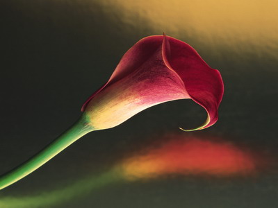 Цветы на рабочий стол