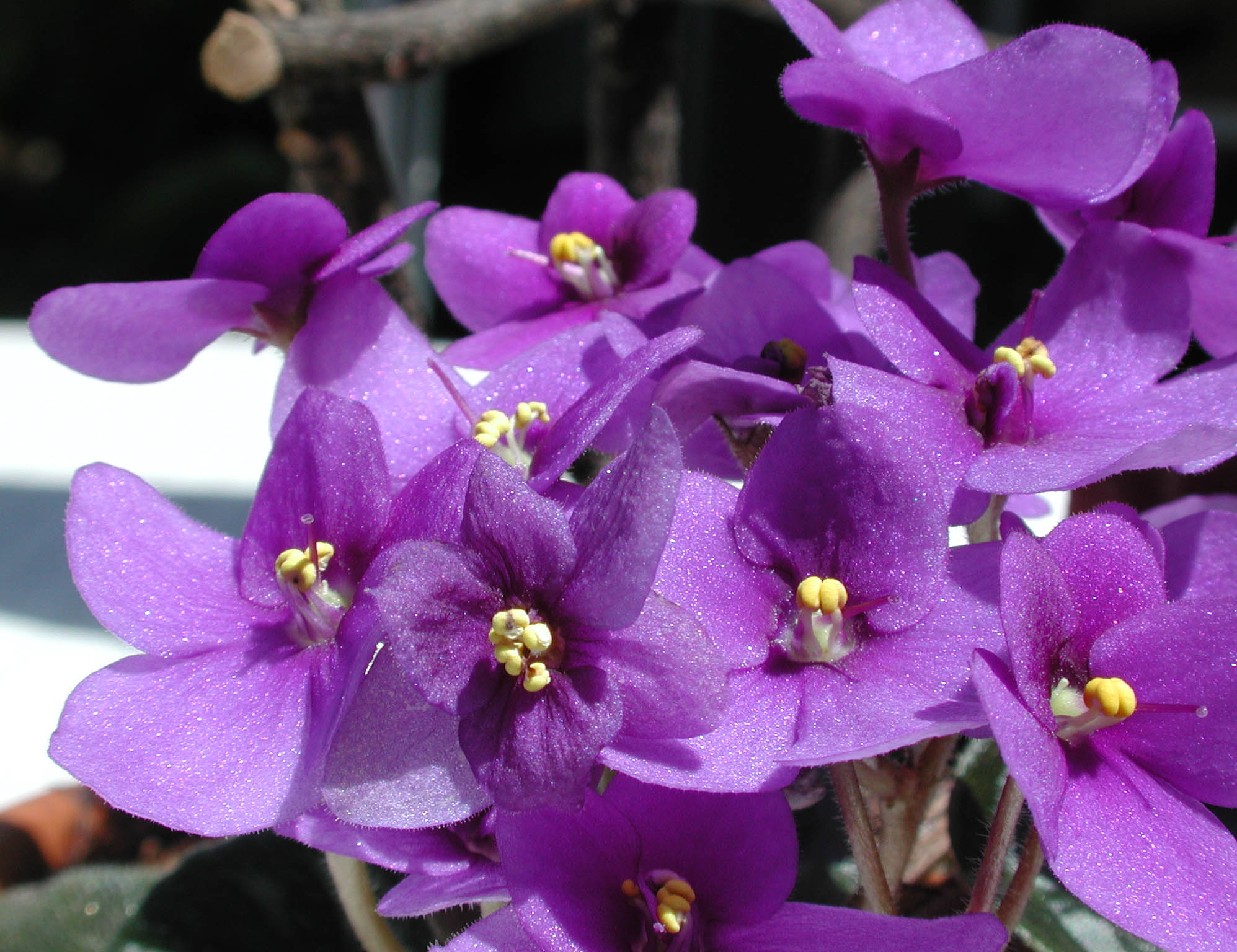 Цветы на рабочий стол