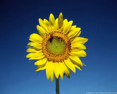 Цветы на рабочий стол