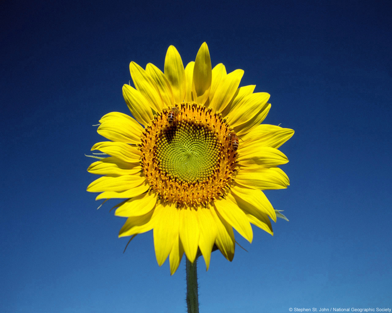 Цветы на рабочий стол