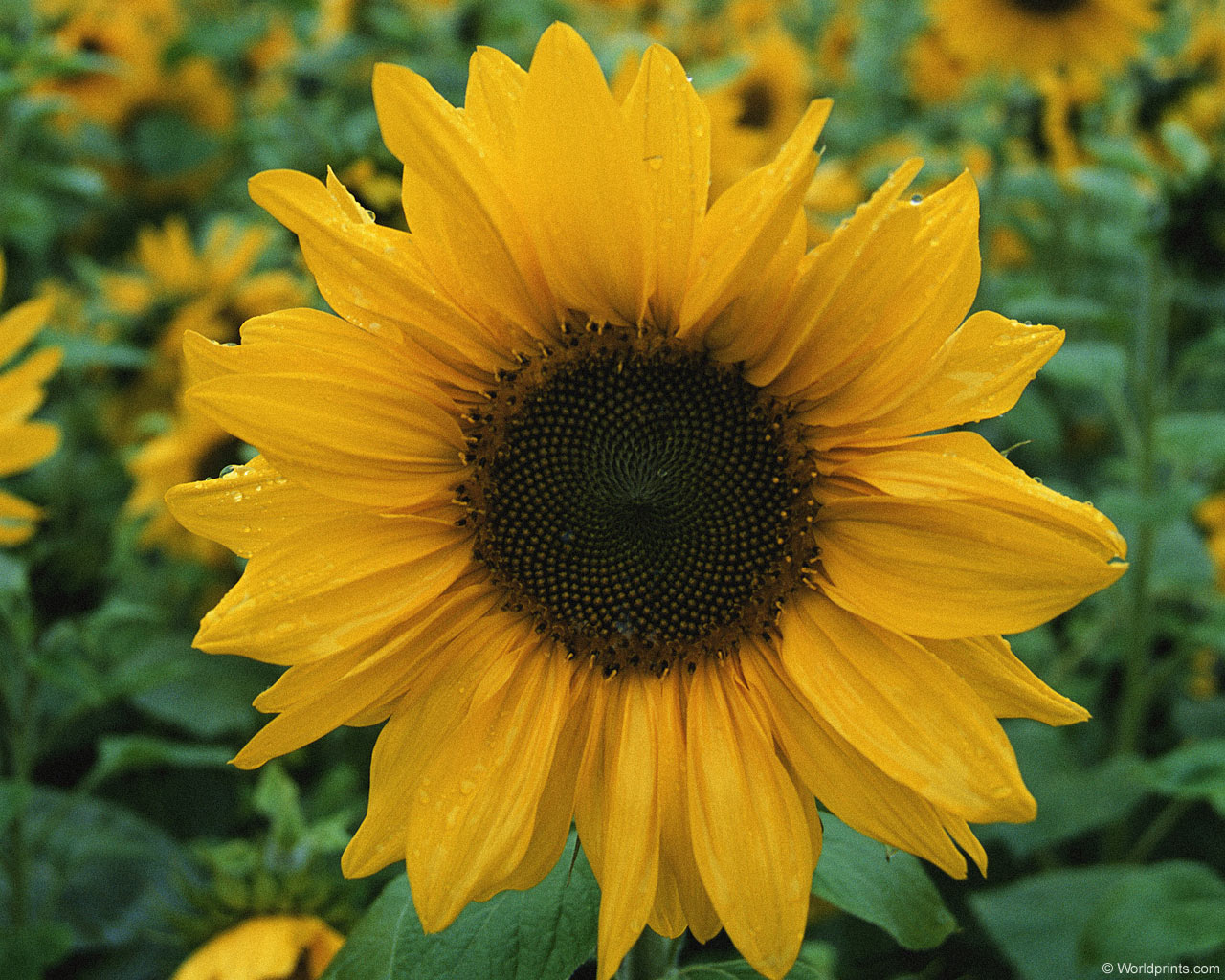 Цветы на рабочий стол