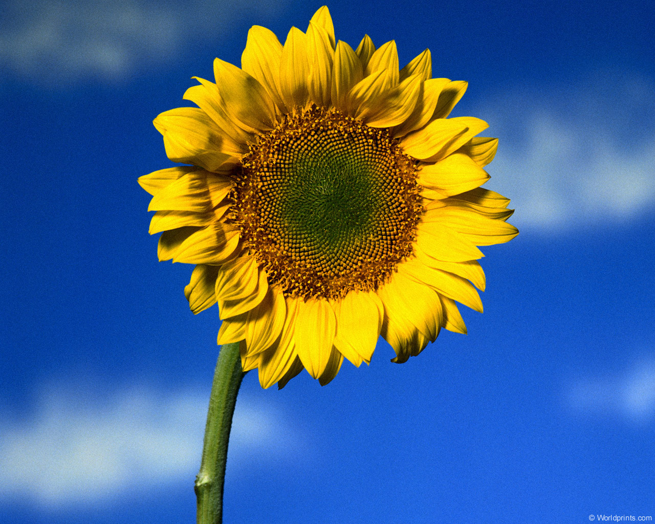 Цветы на рабочий стол