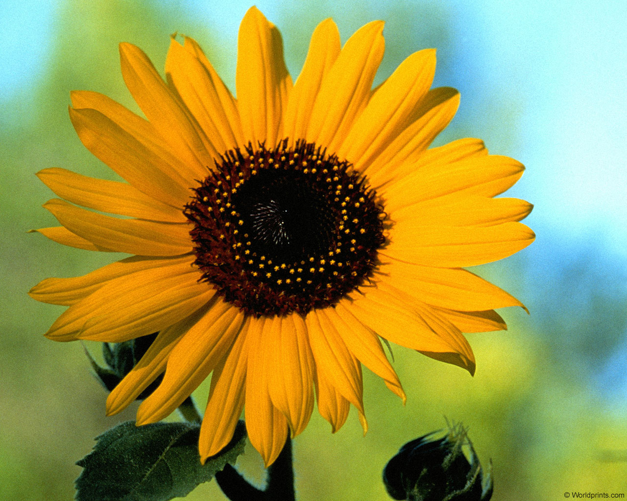 Цветы на рабочий стол