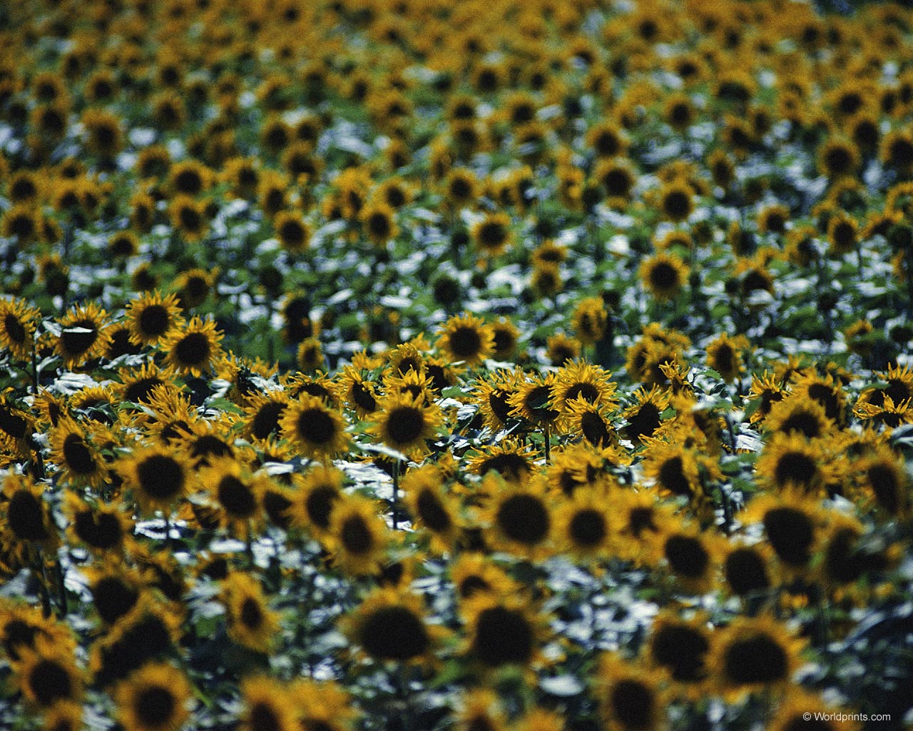 Цветы на рабочий стол