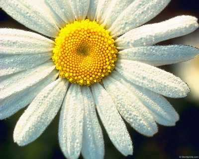 Цветы на рабочий стол