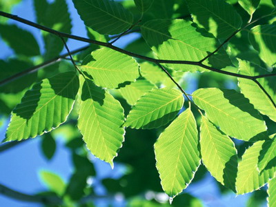 Еще немного зелени