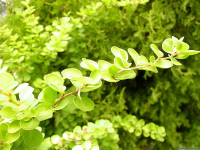 Еще немного зелени