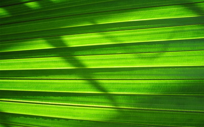 Еще немного зелени