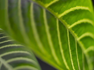 Еще немного зелени