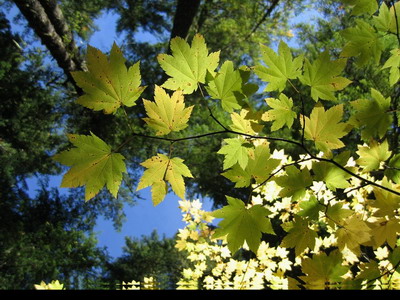 Еще немного зелени