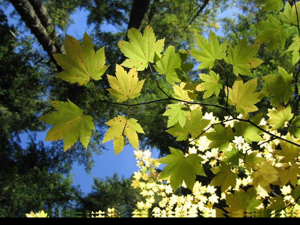 Еще немного зелени