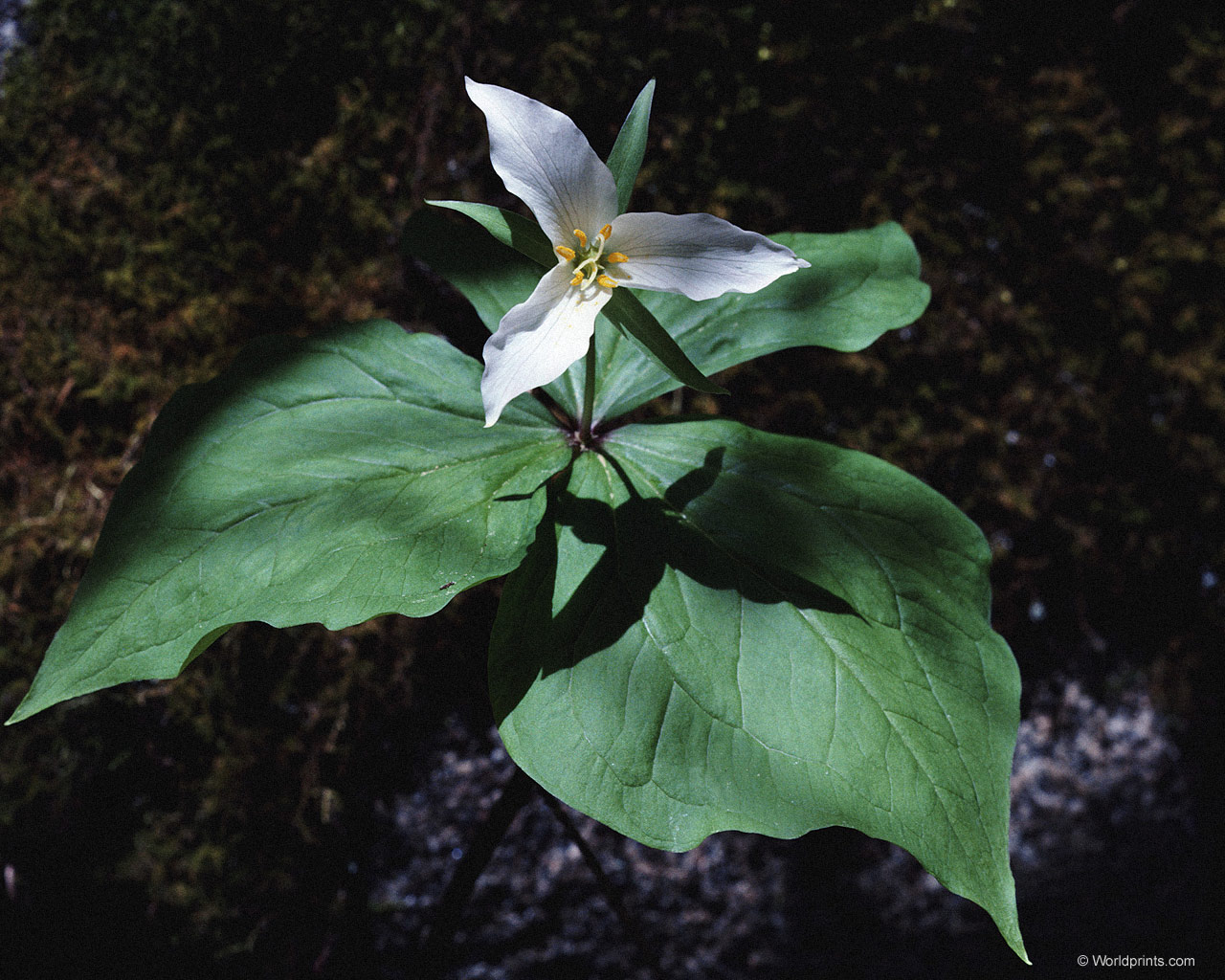 Цветы на рабочий стол