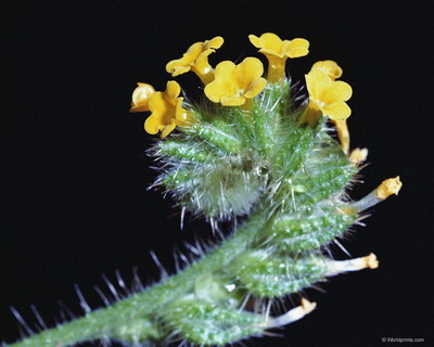 Цветы на рабочий стол