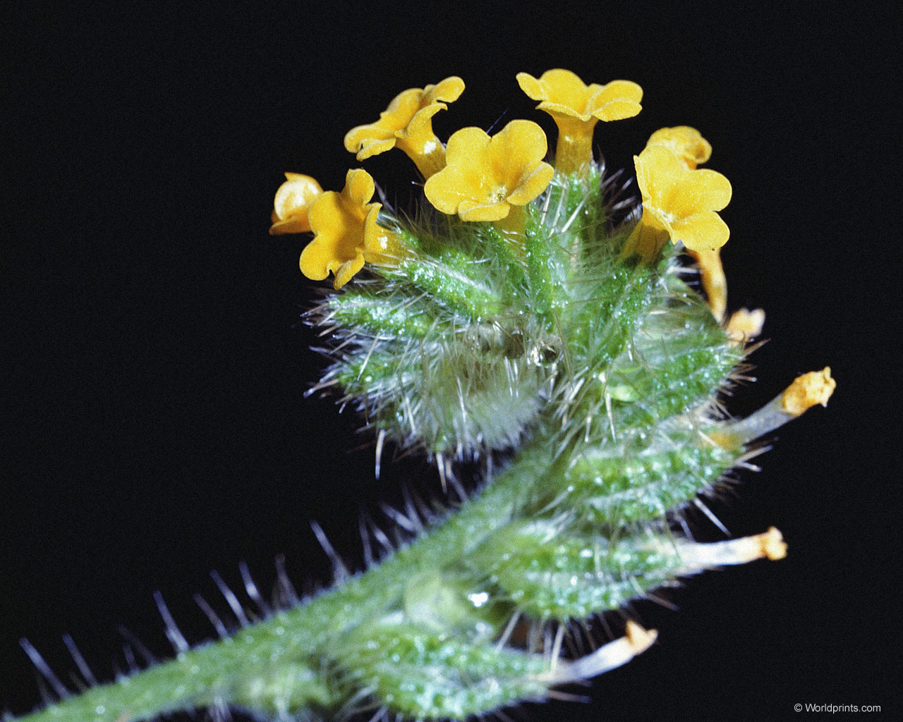 Цветы на рабочий стол