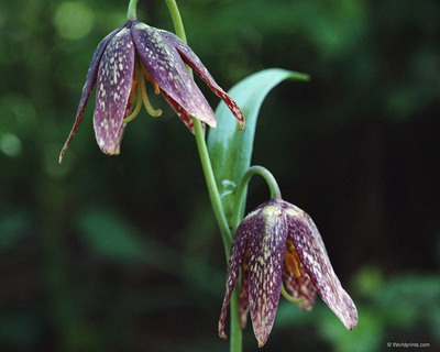 Цветы на рабочий стол