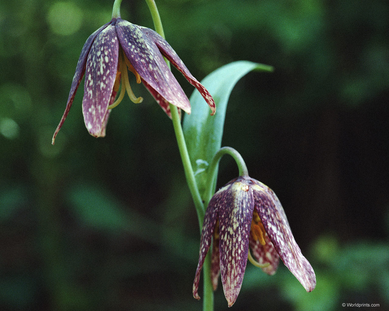 Цветы на рабочий стол
