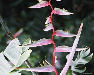 Цветы на рабочий стол