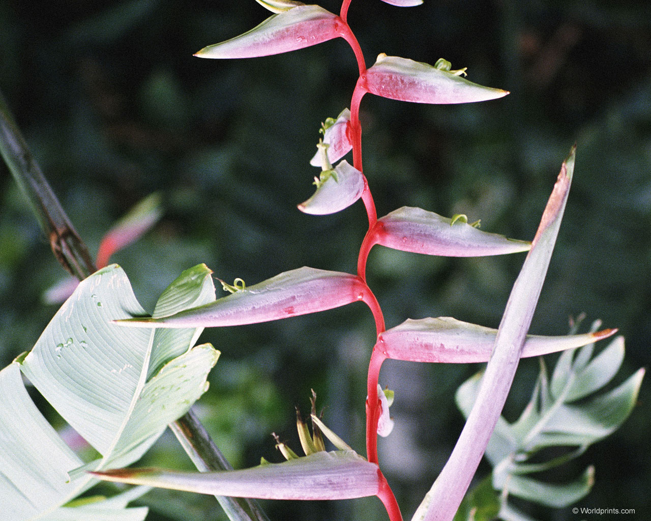 Цветы на рабочий стол