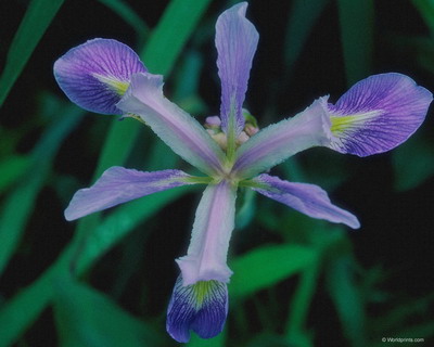 Цветы на рабочий стол