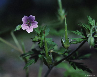 Цветы на рабочий стол