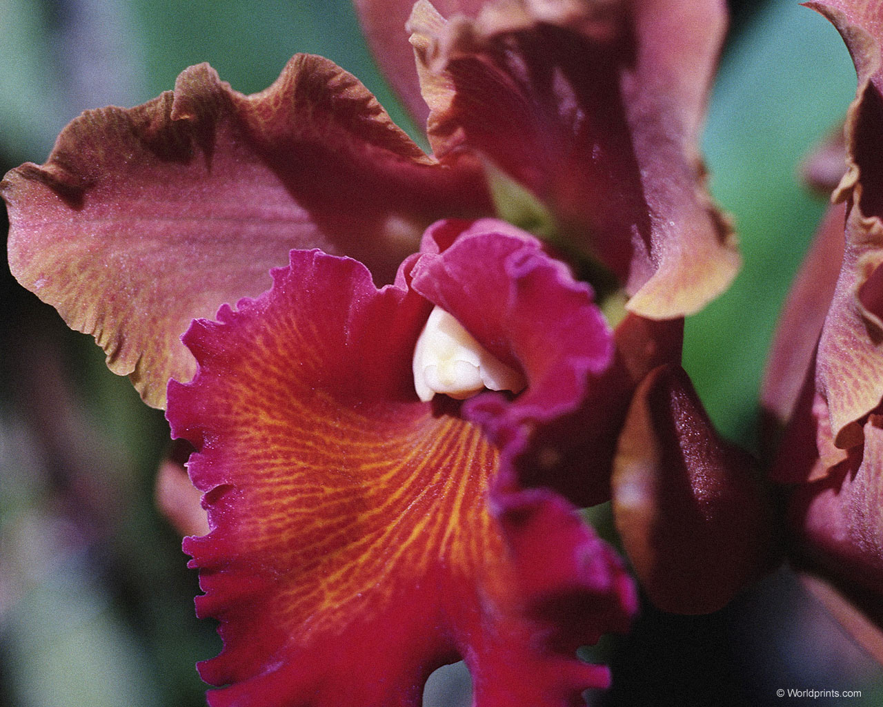 Цветы на рабочий стол