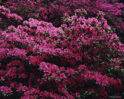 Цветы на рабочий стол