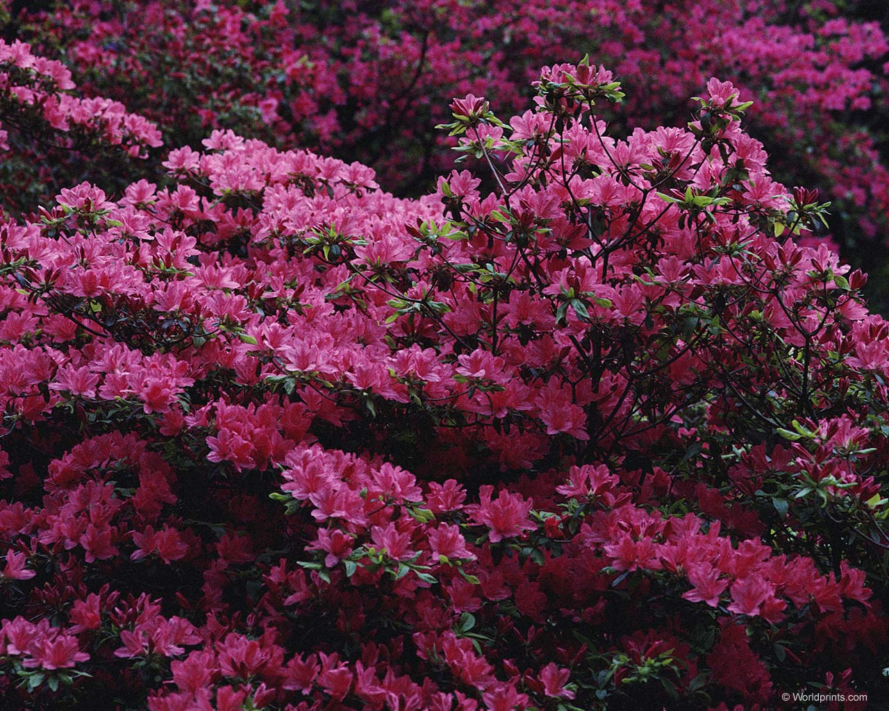 Цветы на рабочий стол