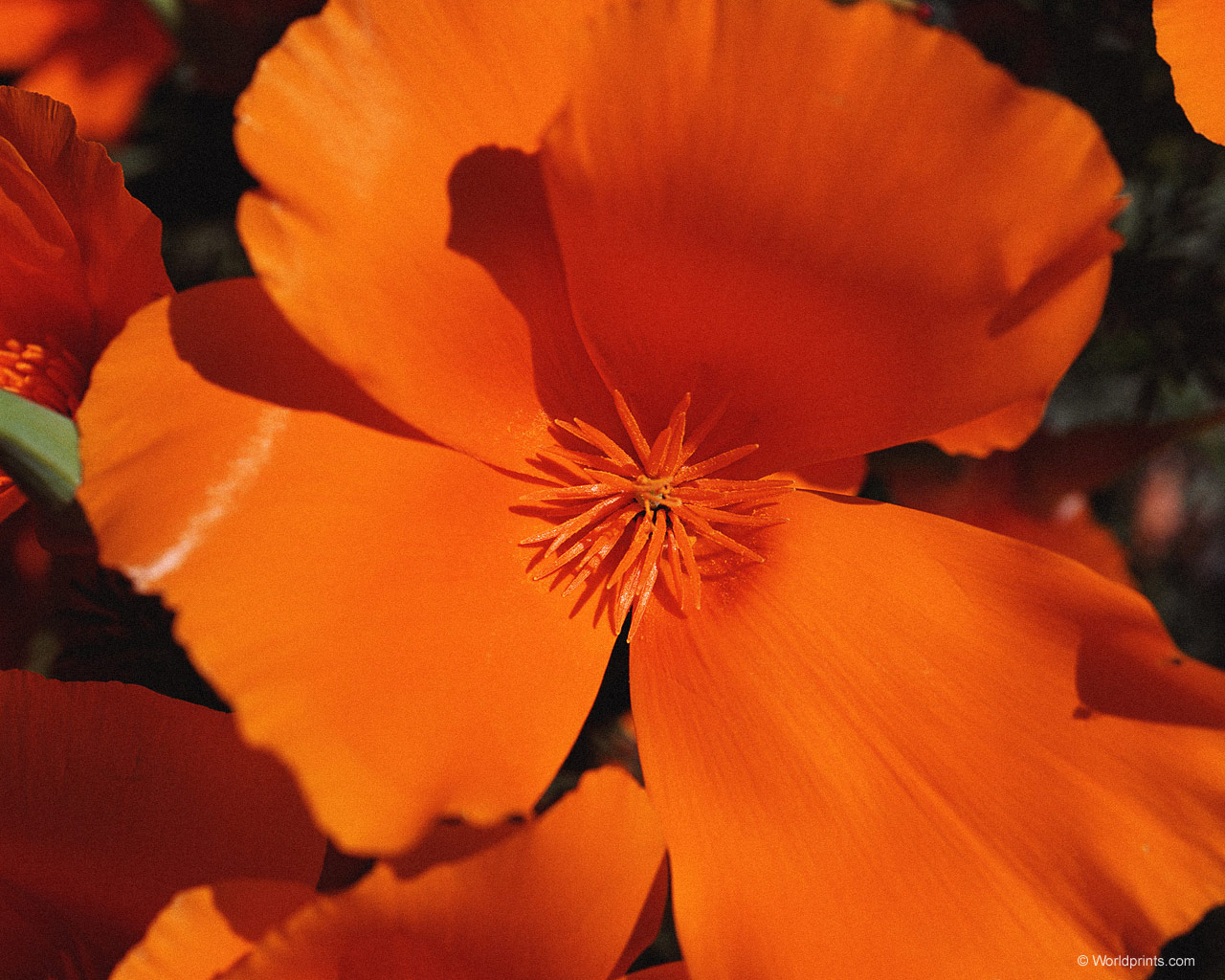 Цветы на рабочий стол