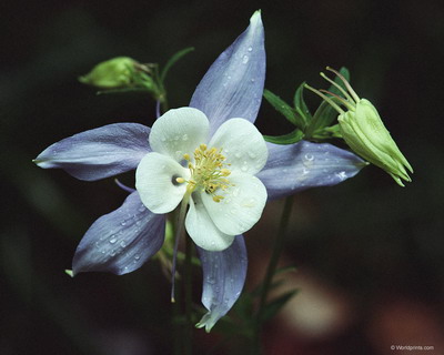 Цветы на рабочий стол