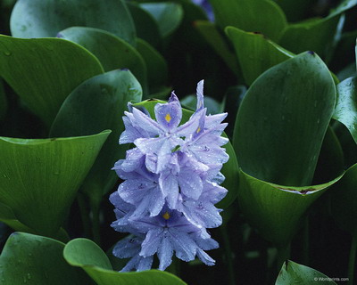 Цветы на рабочий стол