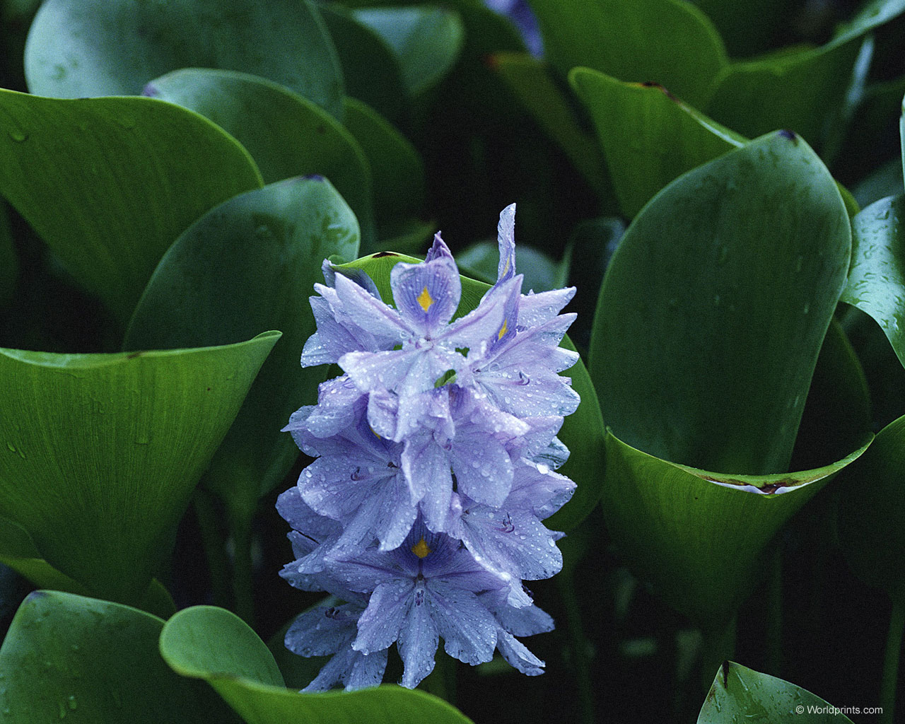 Цветы на рабочий стол