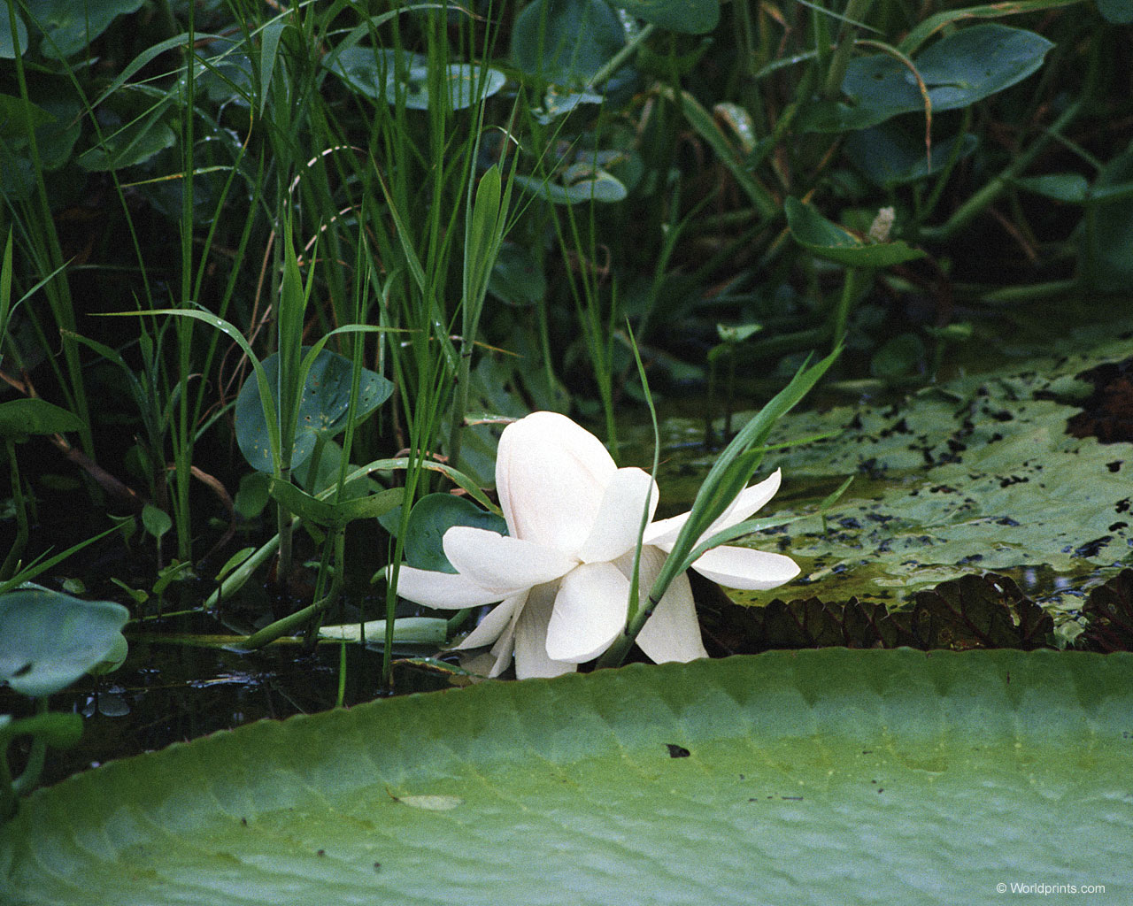 Цветы на рабочий стол