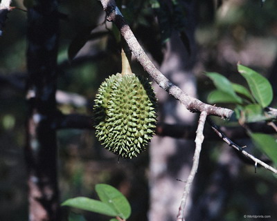 Цветы на рабочий стол