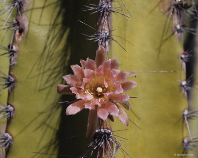 Цветы на рабочий стол