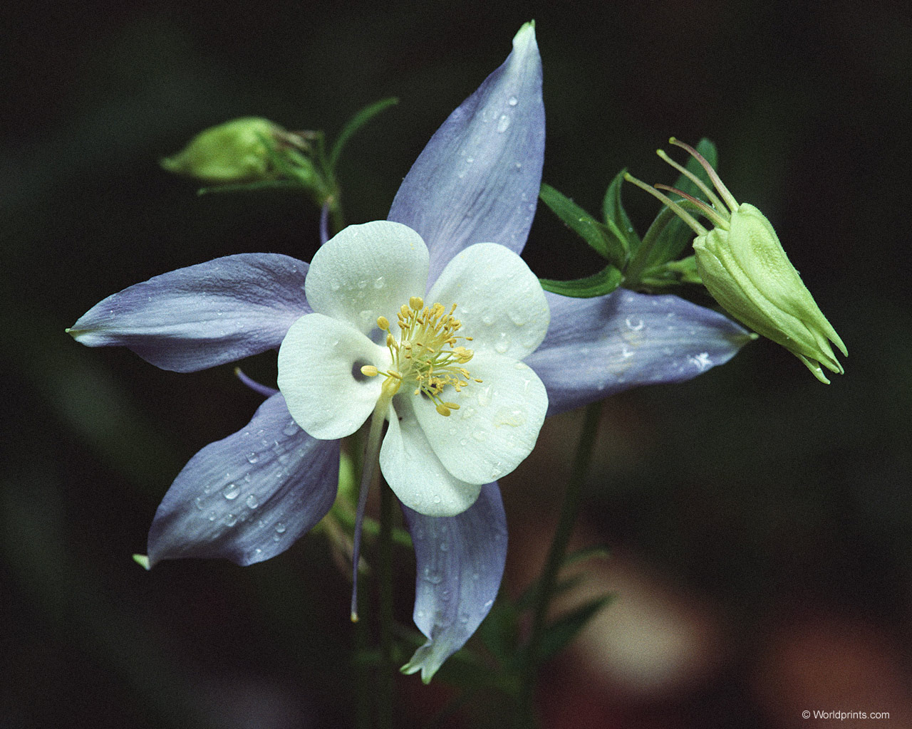 Цветы на рабочий стол