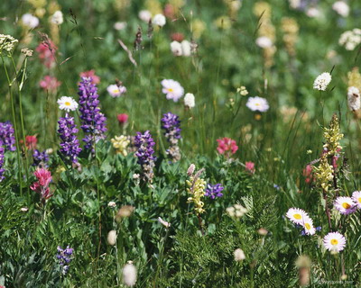 Цветы на рабочий стол