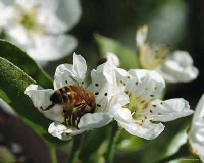 Цветы на рабочий стол