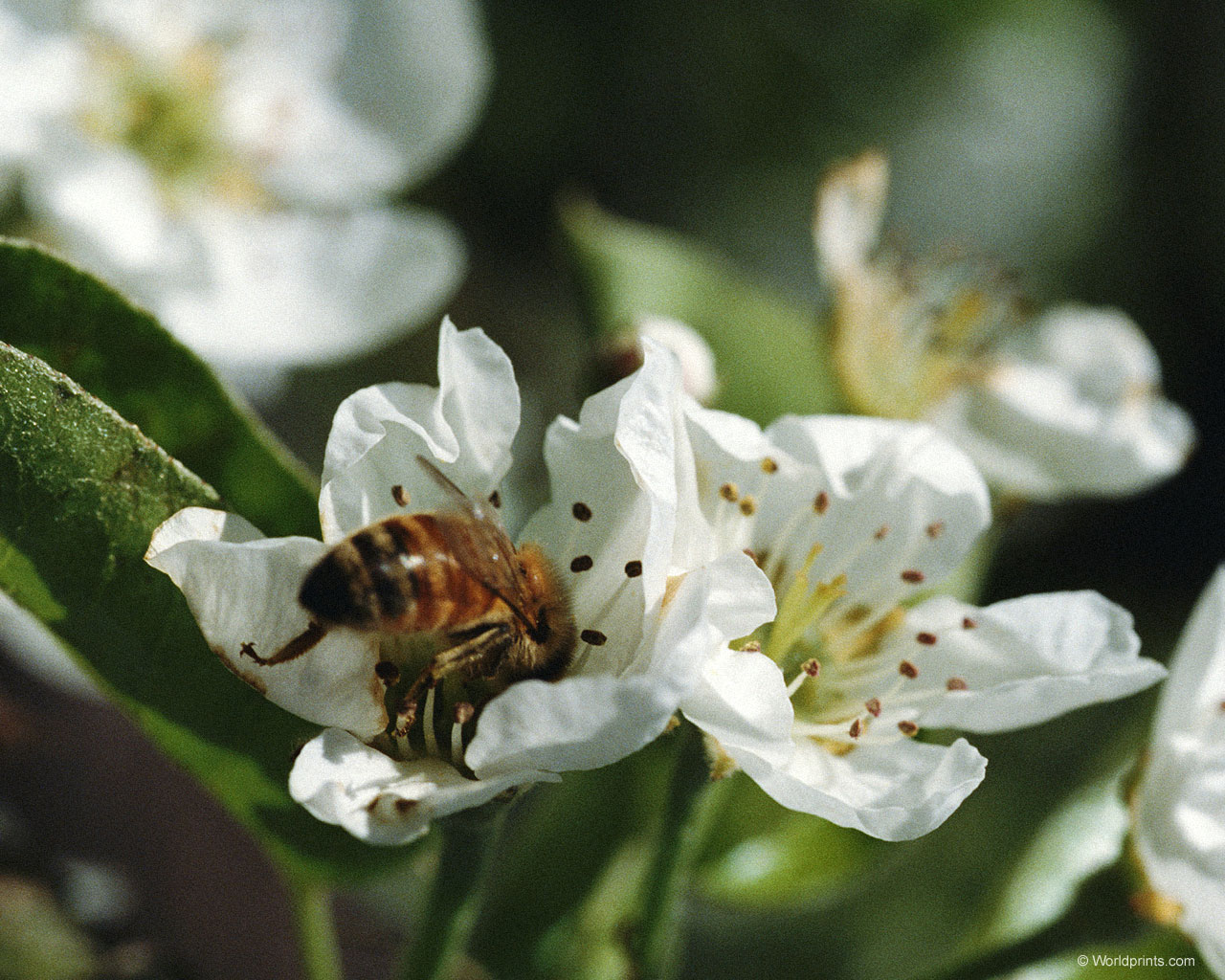 Цветы на рабочий стол