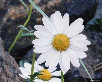 Цветы на рабочий стол