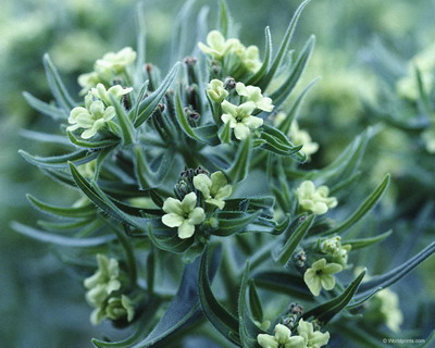 Цветы на рабочий стол