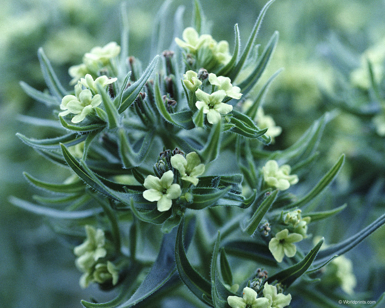 Цветы на рабочий стол