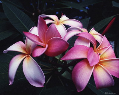 Цветы на рабочий стол