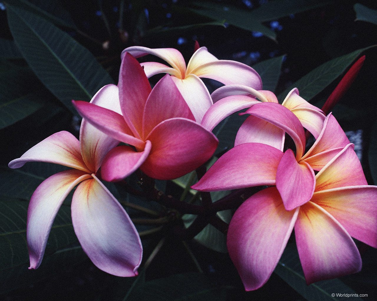 Цветы на рабочий стол