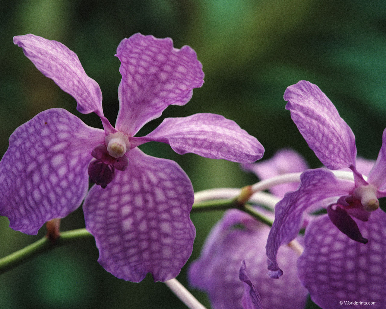 Цветы на рабочий стол