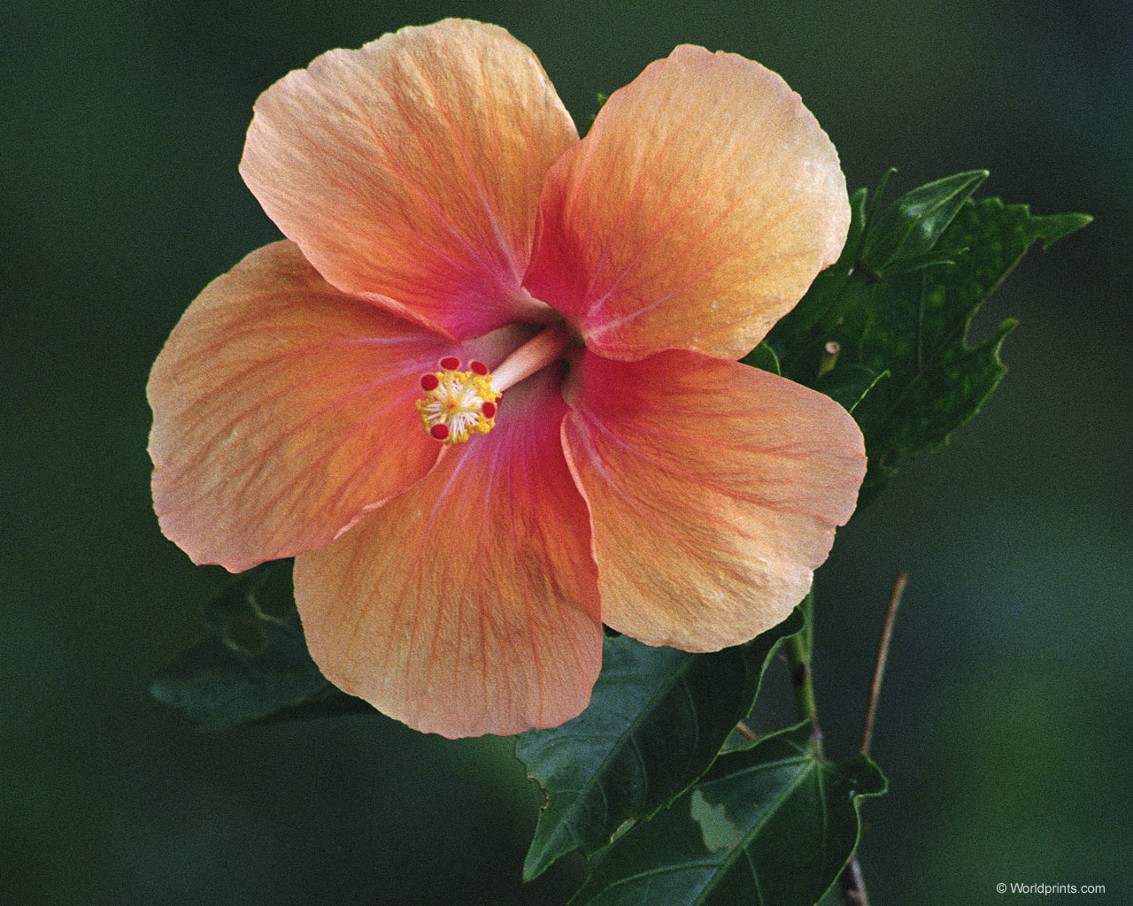 Цветы на рабочий стол