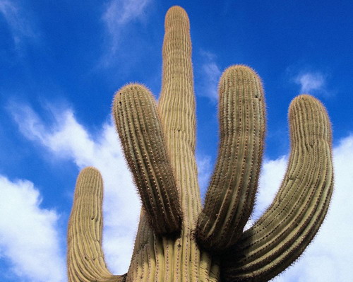 Подборочка обоев