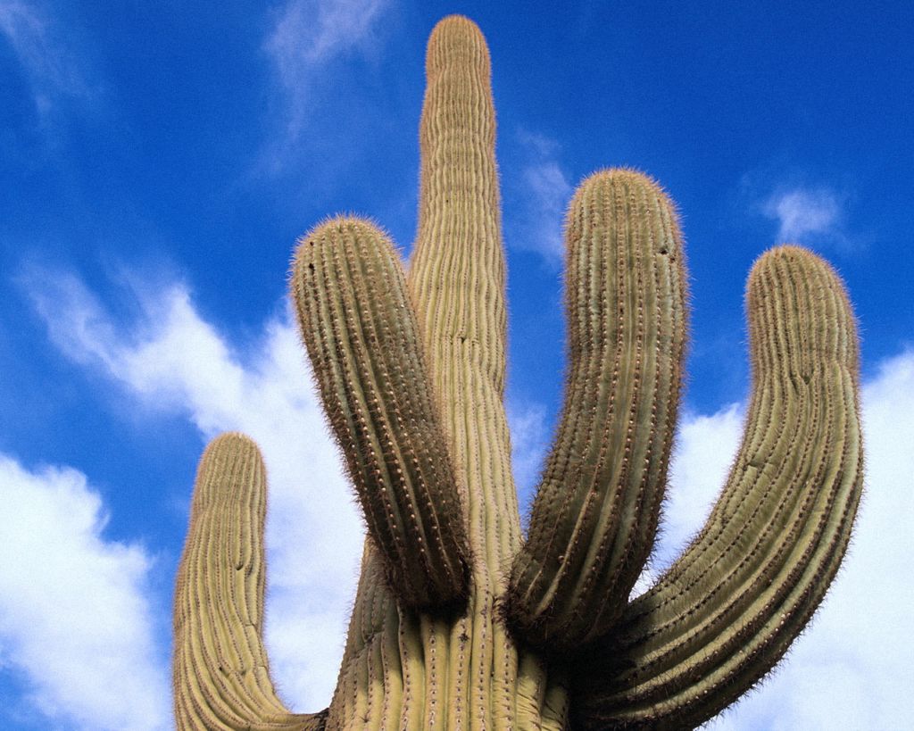 Подборочка обоев