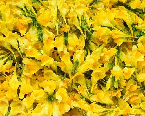 Красота на рабочий стол