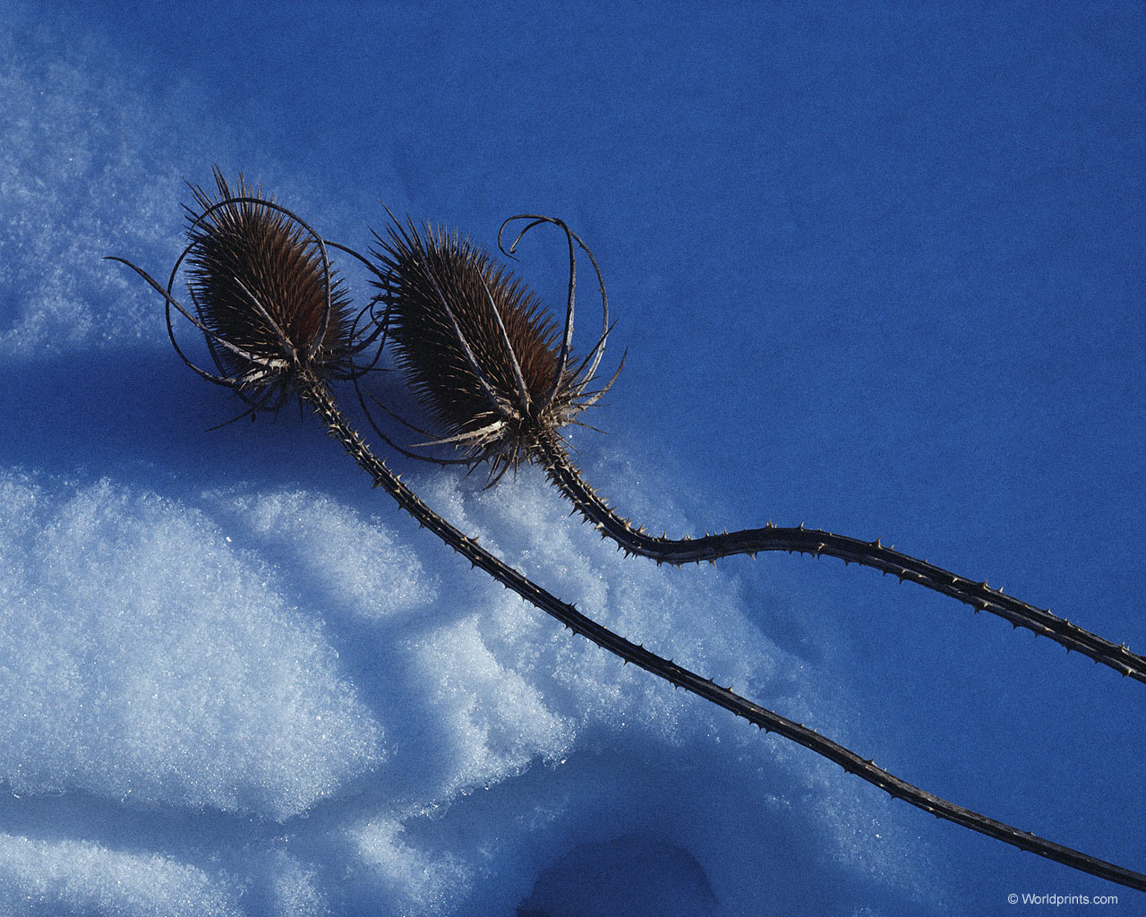 Красота на рабочий стол