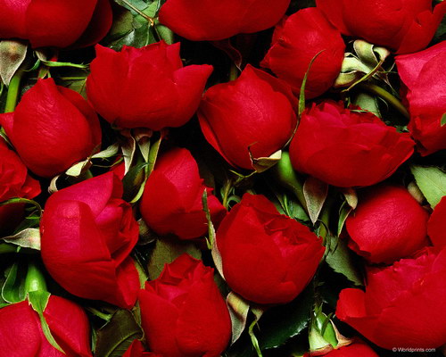 Красота на рабочий стол